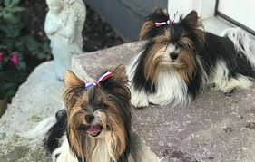 We breed occasionally, and from time to time have biewer and traditional yorkie puppies for sale. Biewer Terrier Members Biewer Terrier Breeders Btca