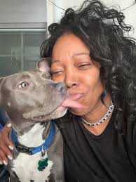 Introduction of new pit bull family member Brooklyn Blue