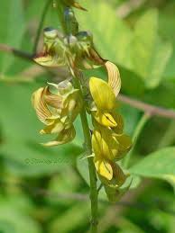 Image result for Crotalaria preladoi