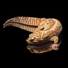 Black And White Striped Leopard Gecko Leopardgecko Eden Bandit Tangerine Striped Chocolate Tremper Albino Leopard Gecko Gecko Crested Gecko