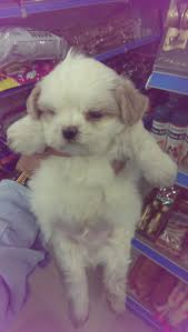 Maybe you would like to learn more about one of these? Cavapoo Puppies Dog Kennel