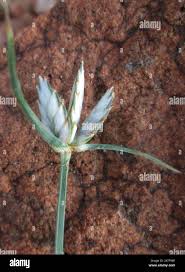 Image result for Cyperus margaritaceus