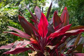Maybe you would like to learn more about one of these? What Is A Cordyline Plant Information About Varieties Of Cordyline
