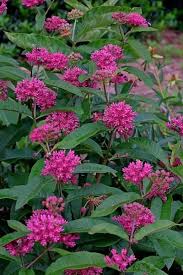 Asclepias Purpurascens Asclepias Hummingbird Plants Pollinator Plants