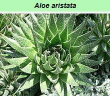 Image result for Aloe christianii