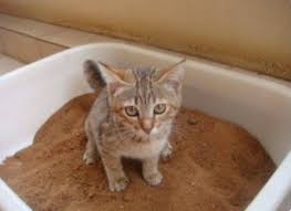 Un Conseil Pour Ne Jamais Etre Oblige De Laver Le Bac A Litiere Du Chat Litiere Chat Bac A Litiere Chat Chat