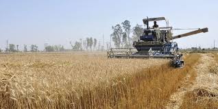 Check out our wheat plantation selection for the very best in unique or custom, handmade pieces from our shops. Nutrition Shock How An Abundance Of Food Can Lead To An Increase In Chronic Disease Spotlight Wellesley College
