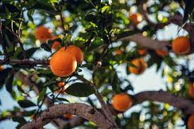 Maybe you would like to learn more about one of these? 100 000 Best Fruit Tree Photos 100 Free Download Pexels Stock Photos