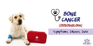 Symptoms of bone cancer in dogs can appear subtly, especially in the early stages of the disease. Bone Cancer In Dogs Osteosarcoma Symptoms Causes Treatment