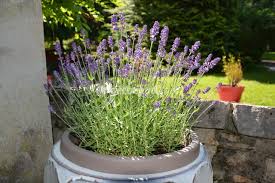 Quelles plantes choisir sur un balcon orienté plein sud ? Plantes Pour Jardinieres Peu Gourmandes En Arrosage
