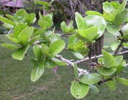 Image result for Strychnos pungens