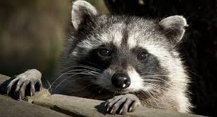Do mothballs or ammonia help repel raccoons? Raccoon Removal 101 Tips To Keep Raccoons Off Your Backyard