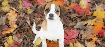 Rates vary widely, with shelter staff reporting the age of the dog you're hoping to adopt can also affect your fee. Henry County Humane Society Inc Mcdonough Georgia Henry County Humane Society Offers Animals For Adoption In Henry County Ga