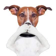 We did not find results for: 5 Quick Fixes Against Bad Dog Breath Innovet Pet