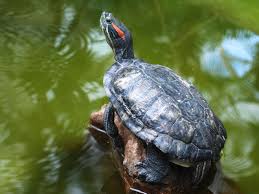 In general, parrots can eat zucchini. What Should I Feed My Red Eared Slider Turtle