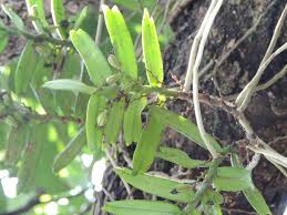Image result for Calyptrochilum