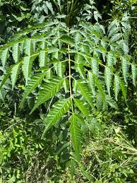 Image result for Melia azedarach