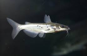 Channel Catfish Missouri Department Of Conservation
