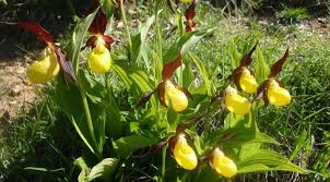 Identifying flowering plants is useful. Wild Flowers Of The Pyrenees Blogging From The Pyrenees