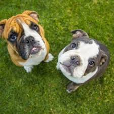 Hier sind unsere süßen bully welpen. Olde English Bulldogge Hunderasse Mit Bild Info Temperament Charakteristiken Und Fakten