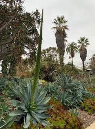 Image result for Buchnera attenuata