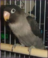 Mauve Black Masked Lovebird Bird Breeds Pet Birds Beautiful Birds