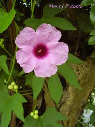 Image result for Ipomoea involucrata