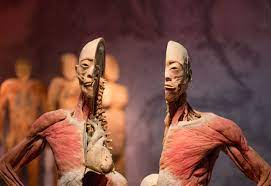The human body is just too complex. Real Bodies Exhibition Anatomy Of A Controversy Monash Lens