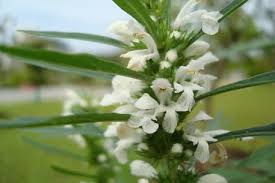 Image result for Leonurus japonicus