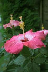 How To Plant Hibiscus Cuttings Ehow Hibiscus Plant Hibiscus Tree Plant Cuttings