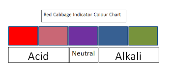 the marvellous colour changing cabbage inverclyde cluster