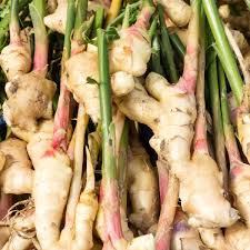 If your weather is too dry, you might want to consider growing ginger indoors where watering and humidity levels can be controlled. How To Grow Grocery Store Ginger Roots Sunny Home Gardens