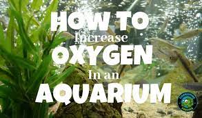 How To Increase The The Oxygen Level In An Aquarium Fish Tank Fish Tank Lights Cool Fish Tanks