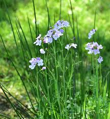 Small purple flowers in grass. Free Images Nature Field Meadow Prairie Food Spring Herb Produce Vegetable Flora Wildflower Flowers Chives Purple Flower Flowering Plant Small Flower Grass Family Land Plant 3012x3262 1075525 Free Stock Photos Pxhere