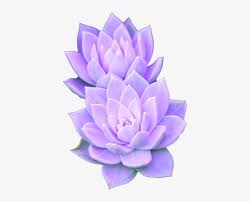 Summer fashion aesthetic flowers girl. Purple Aesthetic Tumblr Succulent Succulent Flower Transparent 700x700 Png Download Pngkit
