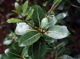 Image result for Cryptocarya liebertiana