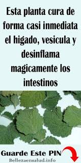 Plantas que curan y sanan la diabetes / sin embargo, es importante consultar a un médico especialista. Esta Planta Cura De Forma Casi Inmediata El Higado Vesicula Y Desinflama Magicamente Los Intestinos Higad Remedios Para La Salud Salud Recetas Para La Salud