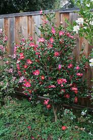 Pin By Riki Kimura On Outdoors Yuletide Camellia Planting Flowers Indoor Outdoor Plants