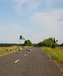 Mutations of people after chernobyl. Serious Harm To Wildlife At Chernobyl And Fukushima Saving Earth Encyclopedia Britannica