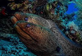 Moray is a county in the north east of scotland. Master Of The Coral Reef The Giant Moray Eel Mares Scuba Diving Blog