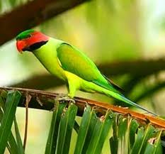 Dihalaman ini anda akan melihat gambar sketsa binatang langka yang menarik! Burung Burung Langka Home Facebook