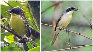 Burung decu dikenal juga dengan nama decu belang sering ditemukan di beberapa negara asia. 29 Burung Cendet Kembang Betina Terbaru Gambar Burung
