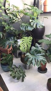 How To Propagate Grow And Care For Monstera Deliciosa Sacred Elements Video Video In 2020 Plants House Plants Indoor Plants