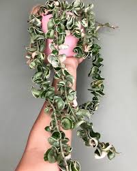 Hoya kerii variegated white origin : Hoya Compacta Variegata House Plants Easy Plants Plants