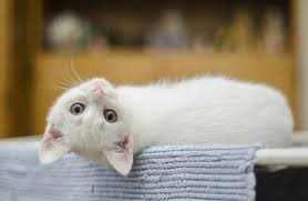 Check spelling or type a new query. Nama Kucing Jantan Yang Lucu Keren Dan Unik Blog Ruparupa