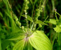 Image result for Spigelia anthelmia