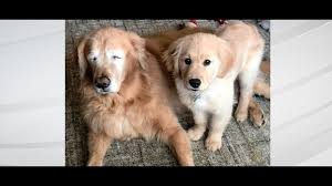 I was born on april 14th, 2021. Blind Golden Retriever Gets Very Own Guide Puppy Wthr Com