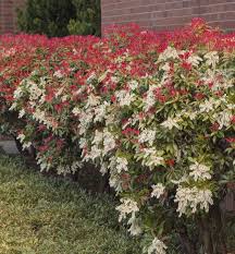 Image result for Pieris japonský obrázek