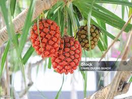 Image result for Pandanaceae