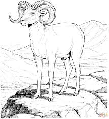 Average hunter success is typically around 75 percent. How To Draw A Desert Bighorn Sheep Novocom Top